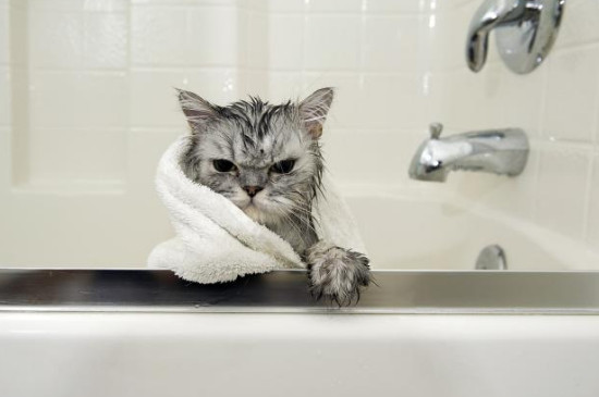 猫多大能洗澡，多久洗一次，怎么洗