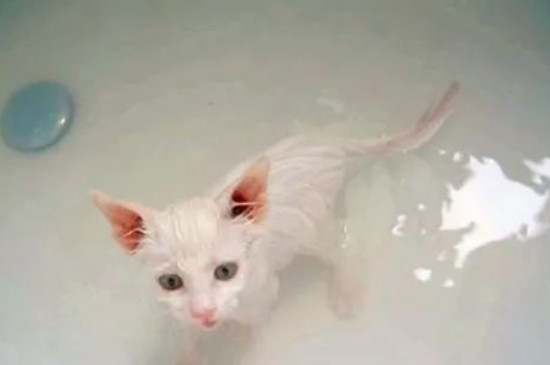 猫多大能洗澡，多久洗一次，怎么洗