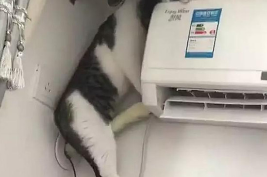 猫夏天家里没人不开空调行吗