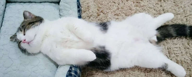 猫咪腹式呼吸能活多久