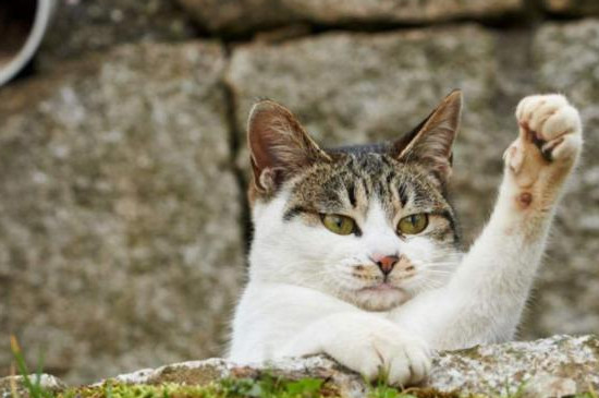 猫咪腹式呼吸能活多久
