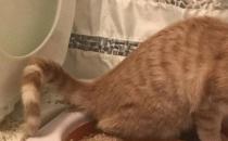 热天猫的食欲会下降吗？