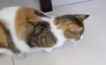 猫知道了会抓寄生虫吗？