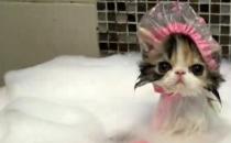 猫咪多大可以洗澡 多久洗一次 怎么洗？
