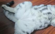 猫 夏天 家里没人不开空调好吗？