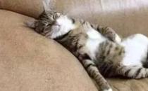 猫每天睡几个小时？