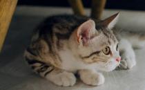 猫能吃核桃吗？为什么呢？