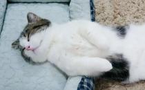 猫腹式呼吸能活多久？