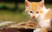 小猫鼻子干涩正常吗？