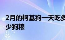 2月的柯基狗一天吃多少狗粮 两个月柯基吃多少狗粮 