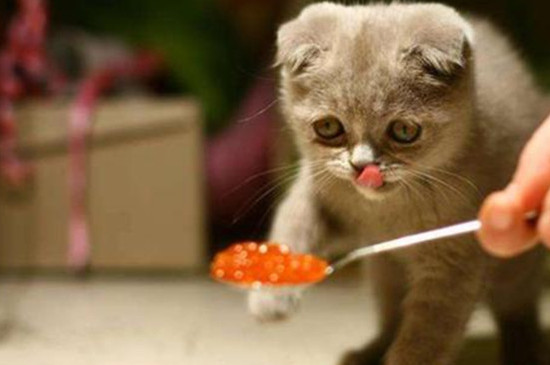 猫能吃核桃吗为什么