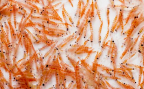 磷虾生产商瞄准消费者健康领域