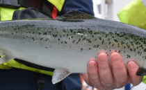 微藻饲料能促进鲑鱼对海虱的抵抗力吗