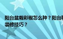 阳台盆栽彩椒怎么种？阳台种植彩椒需要注意哪些阳台花园装修技巧？