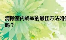 清除室内蚂蚁的最佳方法如何清除室内蚂蚁能说说你知道的吗？