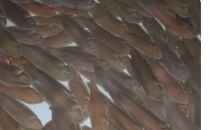 新西兰科学家启动新型比目鱼养殖育种计划