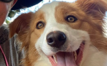 首届Walk4Paws心理健康遛狗挑战