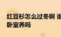 红豆杉怎么过冬啊 谁可以说说红豆杉可以在卧室养吗 