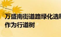 万盛南街道路绿化选取本区域生长最好的树木作为行道树