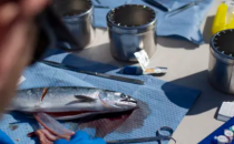 研究表明养殖鲑鱼将PRV传播给野生鱼类