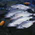 基因突破可以使养殖鲑鱼免于黄杆菌病