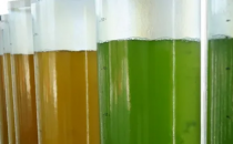 新的微藻菌株可以帮助制作味道更好的素食产品