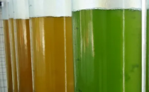 新的微藻菌株可以帮助制作味道更好的素食产品