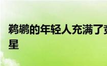 鹈鹕的年轻人充满了竞争力英格拉姆是超级巨星