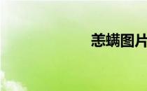 恙螨图片（恙螨）