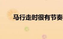 马行走时很有节奏马的步伐分多少种