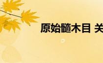原始髓木目 关于原始髓木目