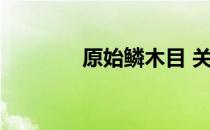 原始鳞木目 关于原始鳞木目