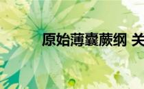 原始薄囊蕨纲 关于原始薄囊蕨纲