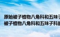 原始被子植物八角科和五味子科的生殖生物学研究 关于原始被子植物八角科和五味子科的生殖生物学研究