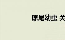原尾幼虫 关于原尾幼虫