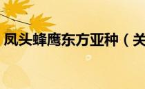 凤头蜂鹰东方亚种（关于凤头蜂鹰东方亚种）