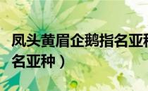 凤头黄眉企鹅指名亚种（关于凤头黄眉企鹅指名亚种）