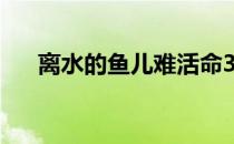 离水的鱼儿难活命3d字谜（离水的鱼）
