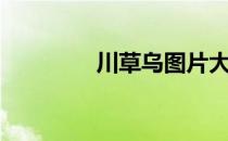 川草乌图片大全（川草乌）
