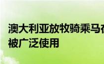 澳大利亚放牧骑乘马在整个澳大利亚的牧场都被广泛使用