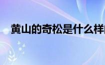 黄山的奇松是什么样的?（黄山奇松介绍）