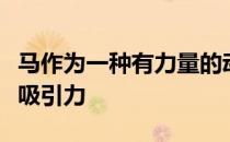 马作为一种有力量的动物对孩子们有着特殊的吸引力