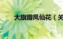 大旗瓣凤仙花（关于大旗瓣凤仙花）