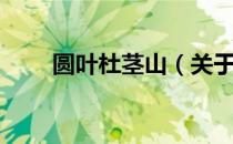 圆叶杜茎山（关于圆叶杜茎山简介）