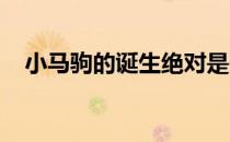 小马驹的诞生绝对是一件值得高兴的事儿