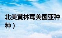 北美黄林莺美国亚种（关于北美黄林莺美国亚种）