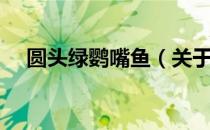 圆头绿鹦嘴鱼（关于圆头绿鹦嘴鱼简介）