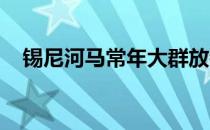 锡尼河马常年大群放牧无棚圈逐水草而居