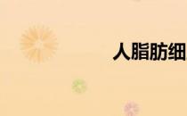 人脂肪细胞的特征