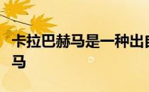 卡拉巴赫马是一种出自干旱山地的竞赛骑乘用马